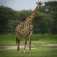 A giraffe as seen on an Embark Serengeti safari