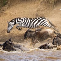 Zebra leaping into a river with wildebeests