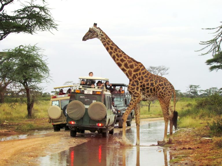A giraffe crossing the road as seen on an Embark Serengeti safari