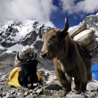 A yak carrying supplies to Mt. Everest Base Camp, Himalayas, Nepal