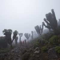 Dendrosenecio Kilimanjari trees in the fog