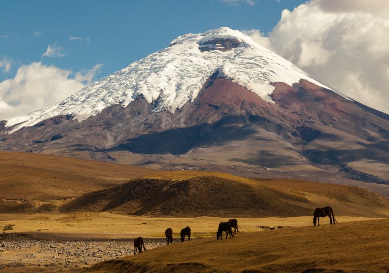 Cotopaxi, an active volcano, at sunset with horses in the foreground