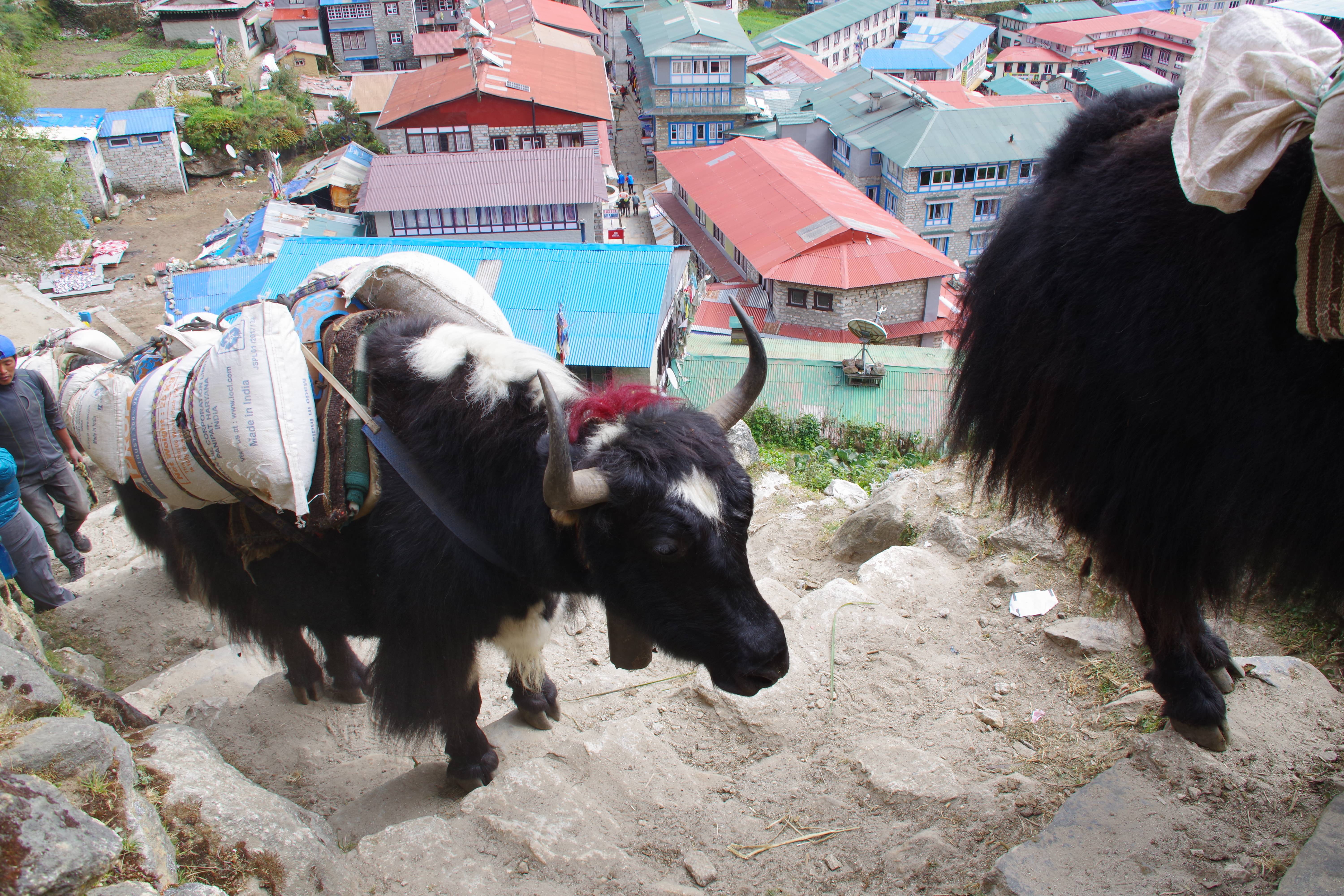 A yak ascends stairs in Namche, Nepal.